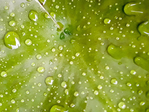 Regentropfen auf einem Blatt Hintergrund, grünes Blatt Hintergrund, Wassertropfen auf einem Blatt, grüne Natur Hintergrund ist ein Tropfen Wasser aus dem Regen, der auf den Blättern bleibt - Foto, Bild