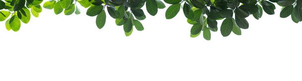 Группы свежих зеленых листьев, расположенных на белом фоне, создают естественную рамку в панорамном формате
. - Фото, изображение