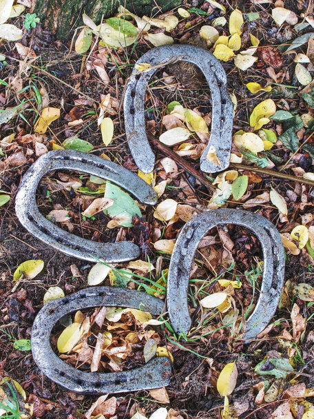Worn out manual hammered horseshoe after change in grass - 写真・画像