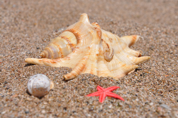Estrellas marinas entre conchas
 - Foto, Imagen