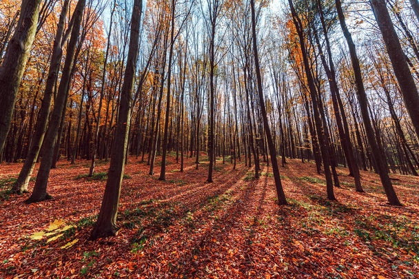 Beautiful autumn park. Forest in Autumn. - Фото, изображение