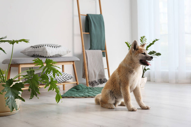 Cute Akita Inu dog in room with houseplants - Fotó, kép