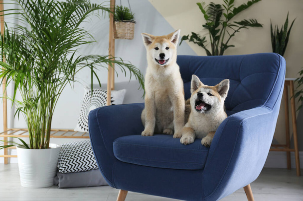 Lindo Akita Inu perros en sillón en la habitación con plantas de interior
 - Foto, Imagen