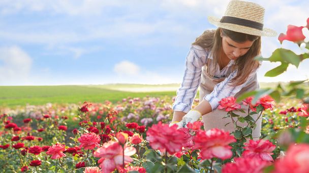 Donna vicino ai cespugli di rose in giardino nella giornata di sole
 - Foto, immagini