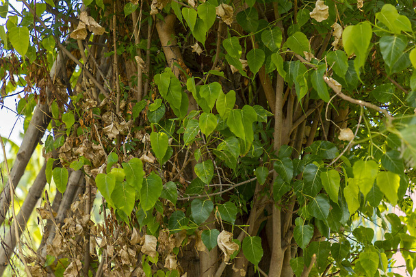 Una hoja seca de otoño cuelga de una rama. hojas verdes en los fondos verdes
 - Foto, imagen