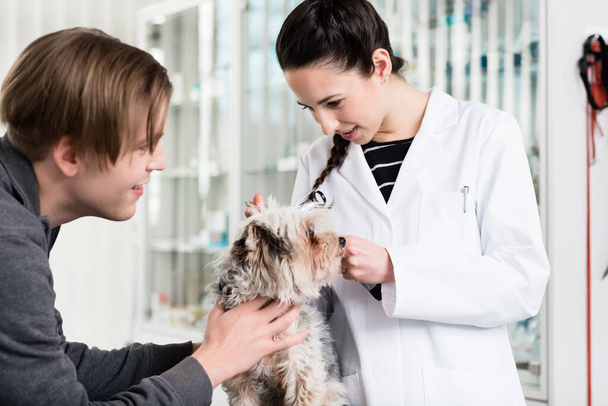 Veterinarian examining ear of puppy - Fotoğraf, Görsel