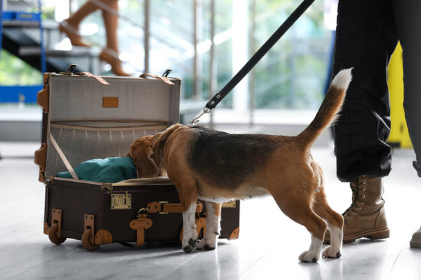 Officer with dog looking for drugs near open suitcase in airport, closeup - Fotografie, Obrázek
