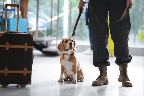 Oficial con perro cerca de la maleta en el aeropuerto, primer plano
 - Foto, imagen