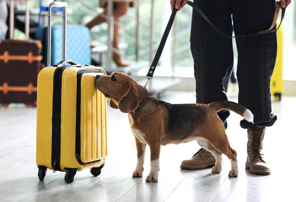 Officer with dog checking suitcase in airport, closeup. Luggage inspection - Valokuva, kuva