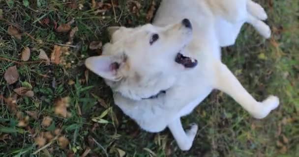 blanco adulto perro balancea en hierba
 - Imágenes, Vídeo