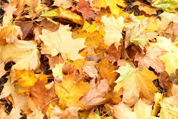 Stapel van mooie herfstbladeren als achtergrond, bovenaanzicht - Foto, afbeelding