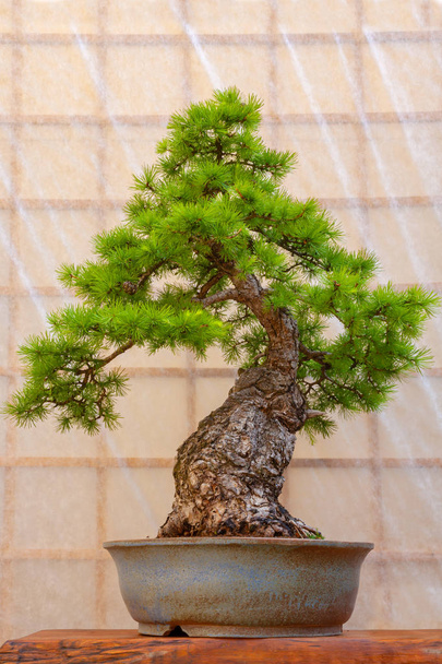 grüner Bonsai-Baum in einem Keramiktopf - Foto, Bild