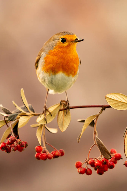 Ładny ptak z ładnym czerwonym upierzeniem  - Zdjęcie, obraz