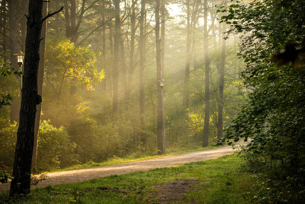 las na wybrzeżu Bałtyku w Polsce z promieniem świetlnym - Zdjęcie, obraz