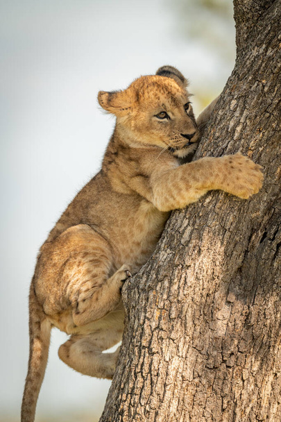 Close-up van leeuwenwelp lastig klimmend in boom - Foto, afbeelding