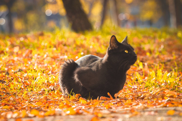 liebenswürdige schwarze Katze in einem alten antiken Herbstfoto - Foto, Bild