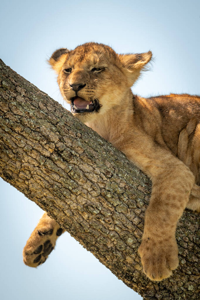 lähikuva leijonanpennusta takertuneena puuhun
 - Valokuva, kuva