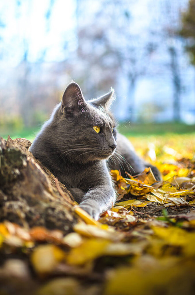 明るい葉の中に満足した灰色の猫 - 写真・画像