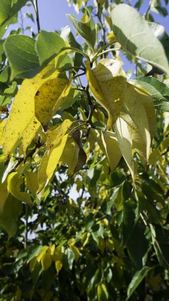 Hojas de un naranjo Osage en el otoño
 - Foto, Imagen