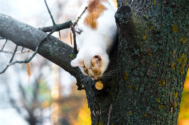 Δύο έγχρωμες γάτες σε ένα δέντρο κοιτάζουν κάτω - Φωτογραφία, εικόνα