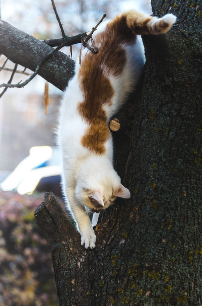 Bir kedi ağaçtan iniyor. Tam boy fotoğraf, kedi anatomisi. - Fotoğraf, Görsel