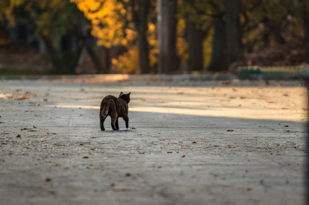  Een kat in de verte op een lege weg gaat in de verte, herfst - Foto, afbeelding
