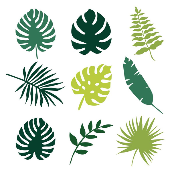 Tropical leaves - exotic tree leaves icons set. Isolated vector illustration. - Vector, Image