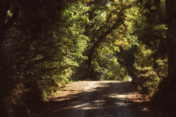 Тоннель с деревьев - Фото, изображение