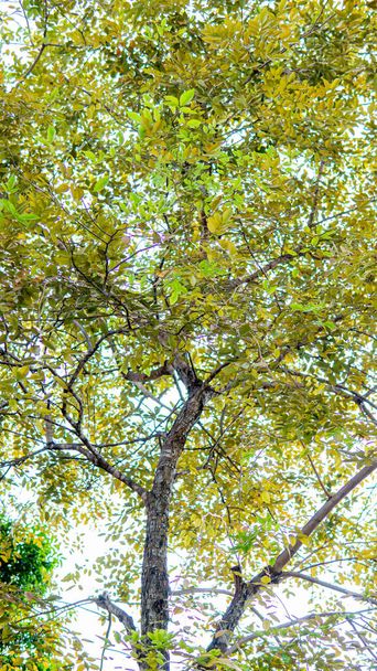 Doğada güllük gülistanlık bir ağaç - Fotoğraf, Görsel