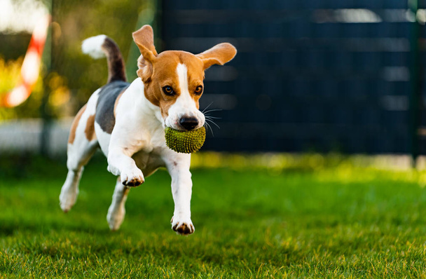 Beagle chien amusant dans le jardin en plein air courir et sauter avec la balle vers la caméra - Photo, image