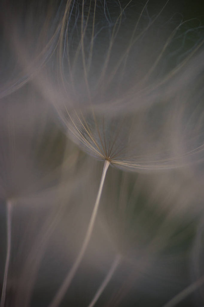 una semilla de flores para volar
 - Foto, Imagen