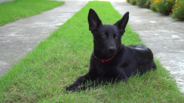 Yeşil çimlerin üzerinde siyah Alman çoban köpeği. Hayvan.. - Video, Çekim