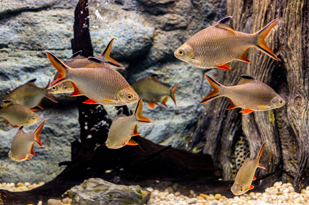 Tietoa merikaloista ja makean veden kaloista akvaariossa
 - Valokuva, kuva