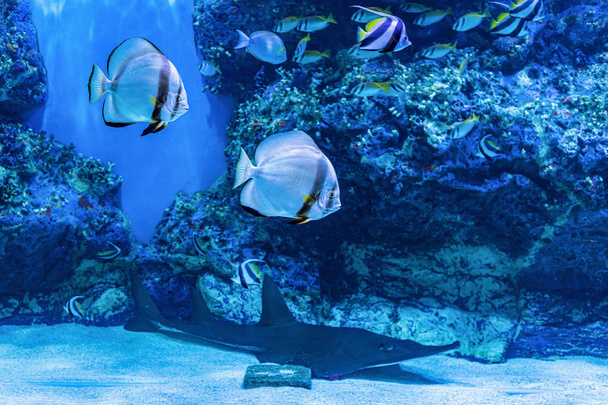 About the sea fish and fresh water fish in Aquarium - Photo, Image