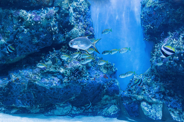 Sobre o peixe marinho e o peixe de água doce no Aquário
 - Foto, Imagem