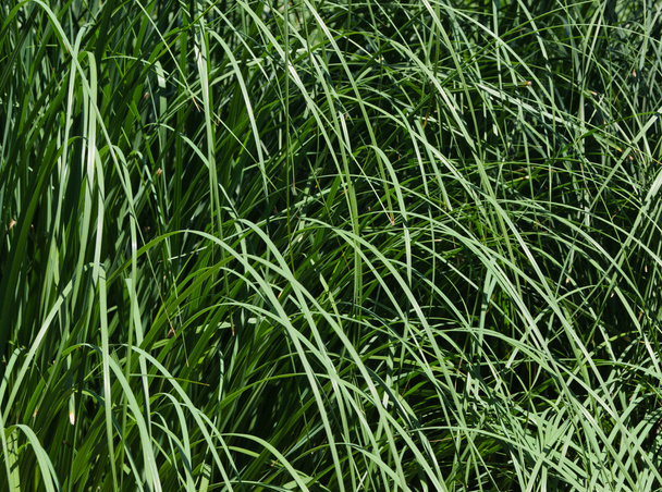 tło trawy - Zdjęcie, obraz