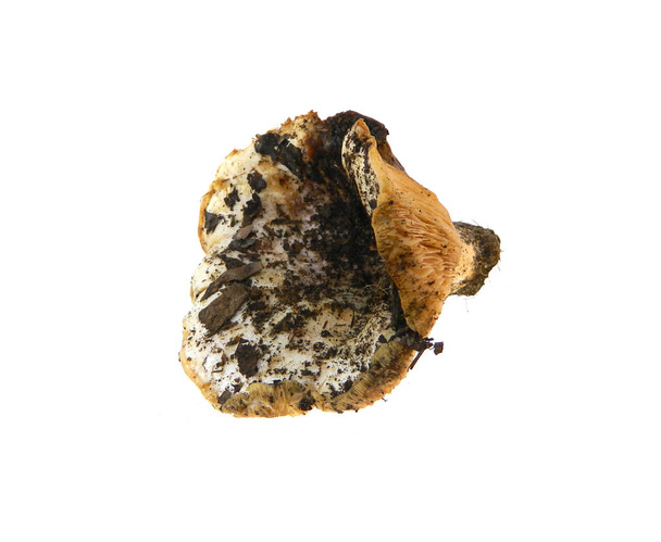 гриби ізольовані на білому тлі
 - Фото, зображення