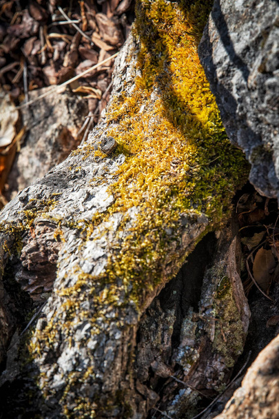 Green moss on rock, closeup detail. - Photo, Image