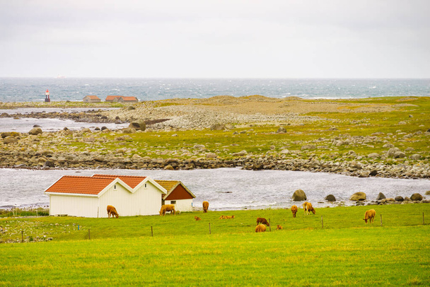 Cows on pasture. Coast landscape, south Norway - Foto, afbeelding