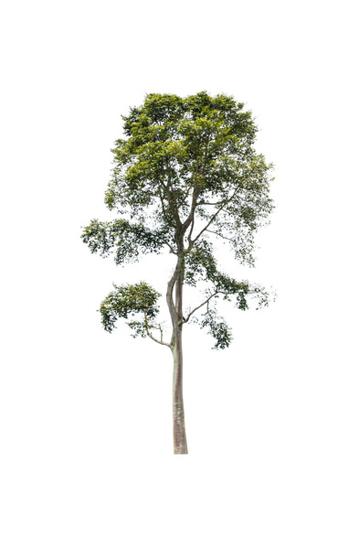 Puu eristetty valkoisella pohjalla - Valokuva, kuva