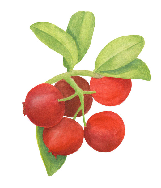 Watercolor cowberry. Hand drawn branch with red berries and leaves. Forest plant for design, greeting card, wedding invitations, wallpaper, wrapping, food packaging. - 写真・画像
