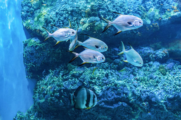 Acerca de los peces de mar y de agua dulce en el acuario
 - Foto, imagen
