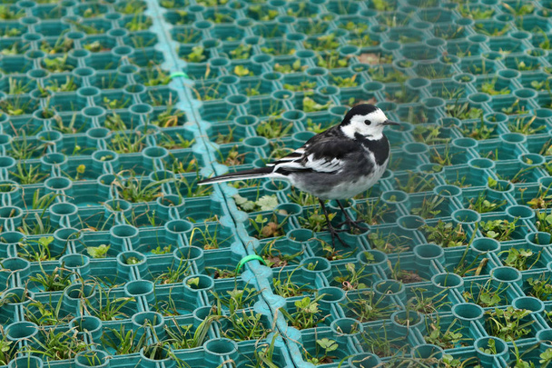 Small black and white pied wagtail bird in Wiltshire, England on a winter day.  - Photo, Image