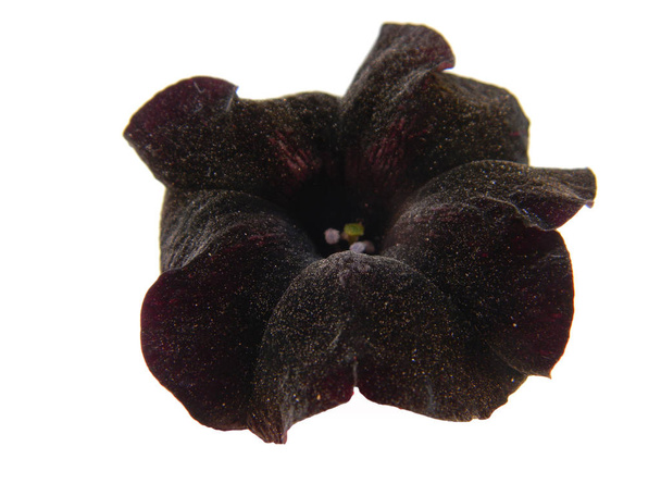 flor negra aislada sobre fondo blanco
 - Foto, Imagen
