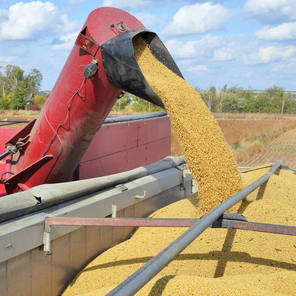 Перевантаження зернового сита трактором в автомобілі
 - Фото, зображення
