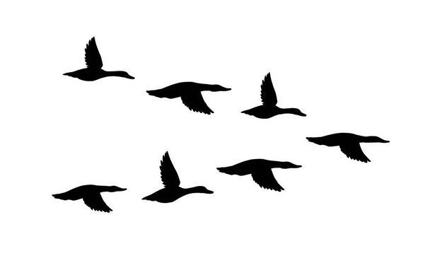 Vektor schwarze Herde fliegender Enten Silhouette isoliert auf weißem Hintergrund - Vektor, Bild