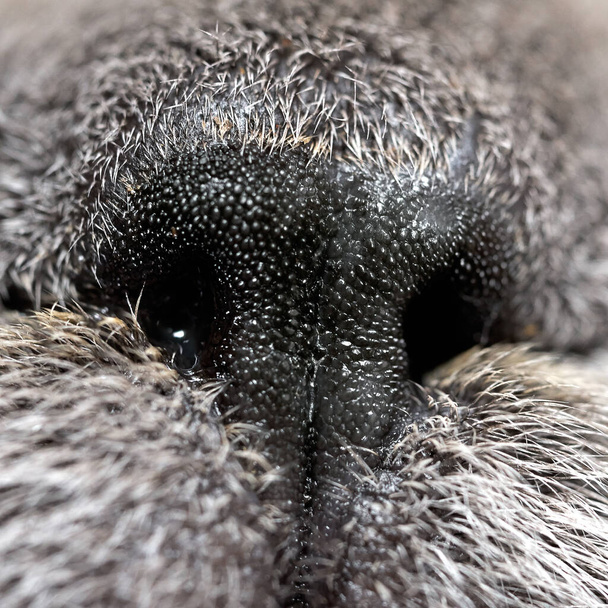 Nez d'un chat malade avec macro morve
 - Photo, image