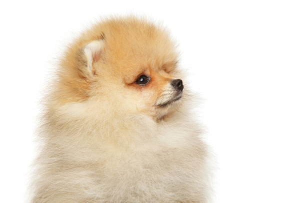 Close-up of a Pomeranian Spitz puppy - Фото, зображення