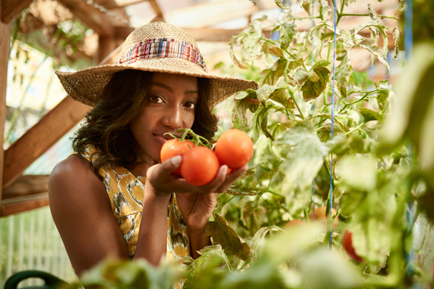 Дружелюбная женщина собирает свежие помидоры из оранжереи
 - Фото, изображение