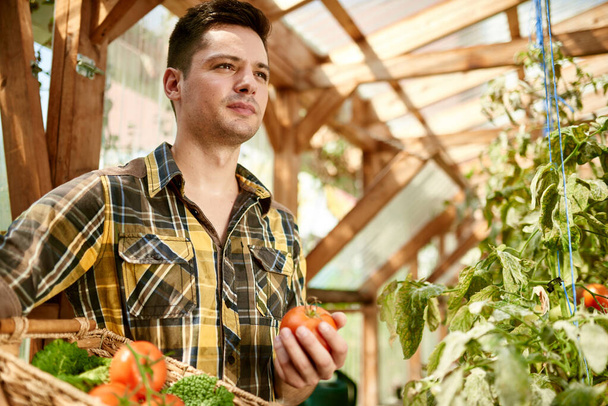 Amistoso hombre cosechando tomates frescos del jardín de invernadero poniendo productos locales maduros en una cesta
 - Foto, Imagen